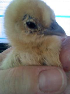 53904_new_silkie.jpg