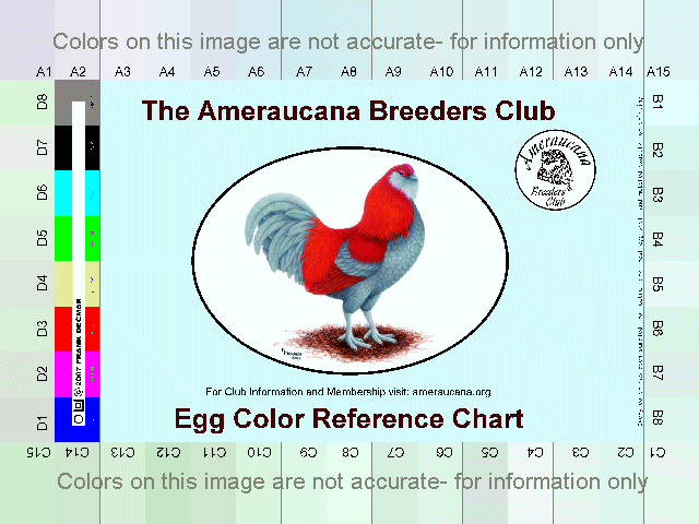 53919_ameraucana1.gif