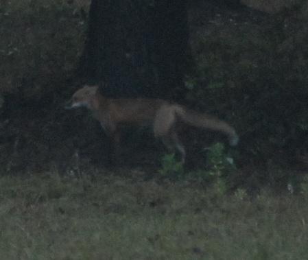 53919_fox2.jpg
