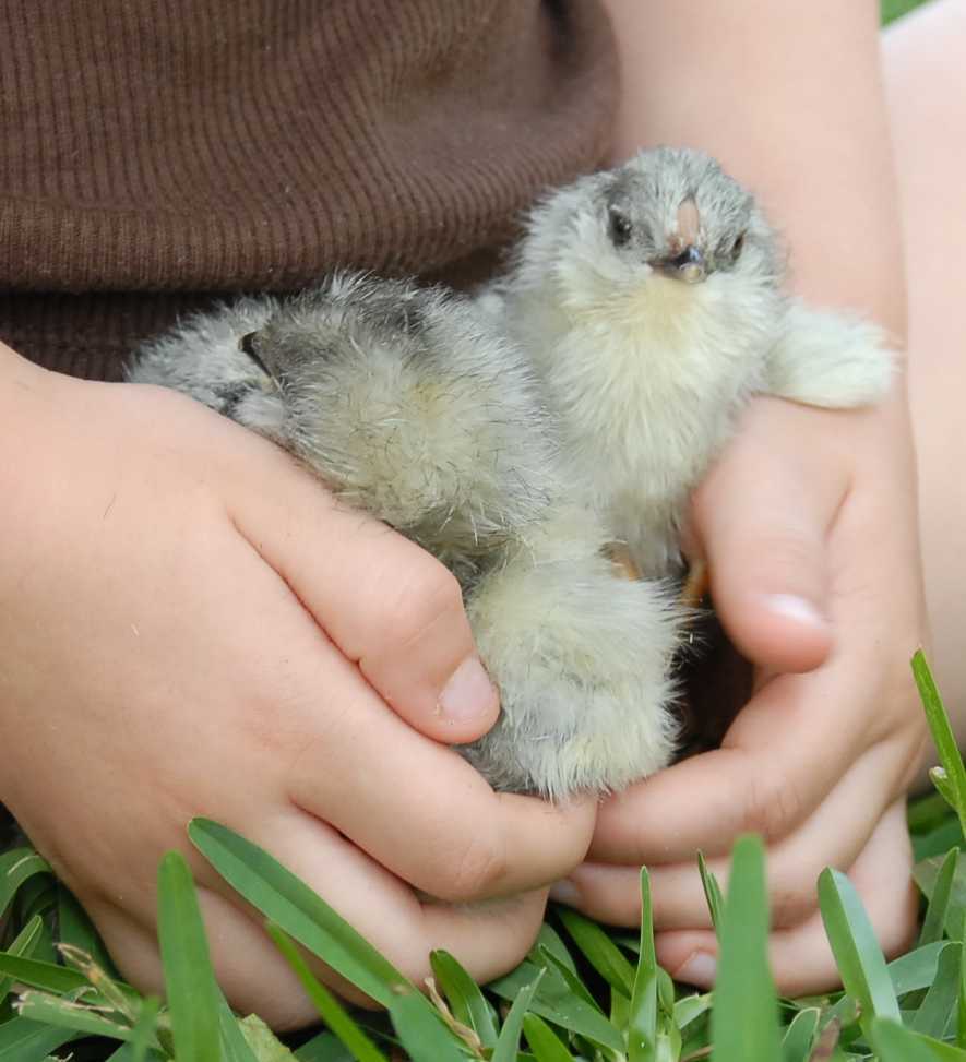 53919_holding_chick.jpg