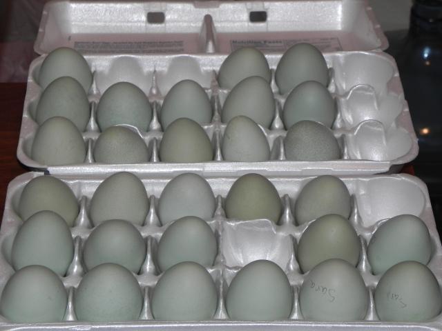 53919_new_years_hatch_eggs.jpg