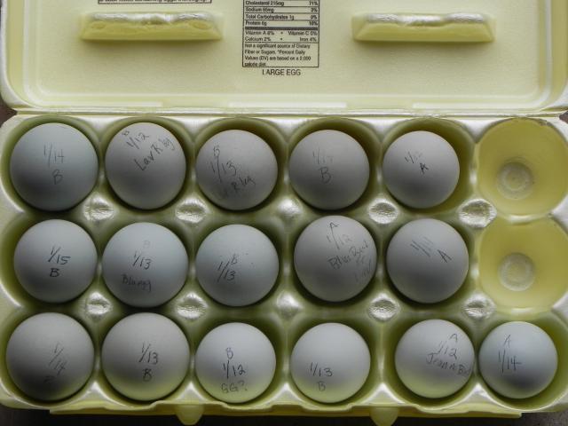 53919_valentine_eggs.jpg