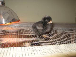 53940_1-15-11_hatch_-_crele-barred.jpg