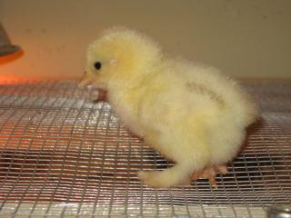 53940_1-15-11_hatch_-_crele_pen2.jpg