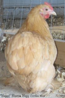 53940_bantam_buff_cochin_hen2.jpg