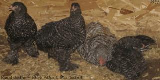 53940_barred_cochins.jpg