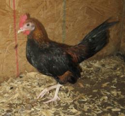 53940_bb_red_oegb_cockerel.jpg