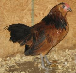 53940_belgian_quail_danver_cockerel.jpg
