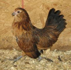 53940_belgian_quail_danver_pullet.jpg