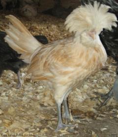 53940_bl_polish_cockerel.jpg