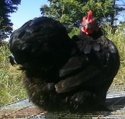 53940_black_cochin_hen.jpg