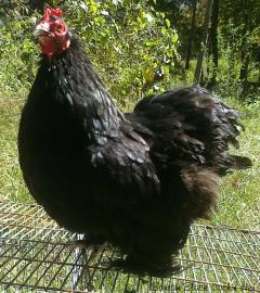 53940_black_cochin_hen2.jpg