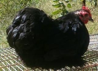 53940_black_cochin_henb.jpg