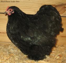 53940_black_cochin_pullet2.jpg