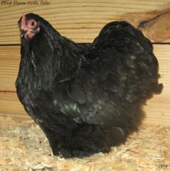 53940_black_cochin_pullet3.jpg
