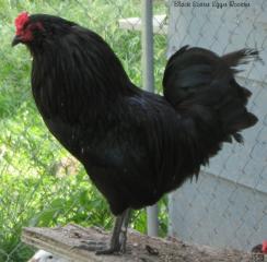 53940_black_ee_rooster.jpg