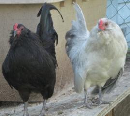 53940_black_ee_rooster_lavender_ameraucana_rooster.jpg