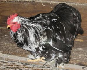 53940_black_mottled_cockerel2.jpg