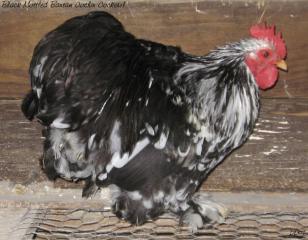 53940_black_mottled_cockerel3.jpg