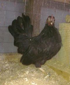 53940_black_pp_serama_pullet.jpg