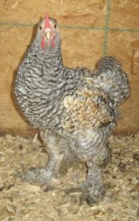 53940_blue_barred_cochin_cockerel.jpg