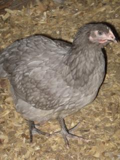 53940_blue_orpington_pullet.jpg