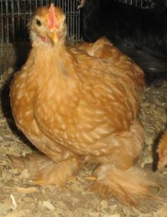 53940_buff_cochin_cockerel.jpg