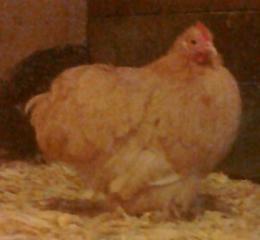 53940_buff_cochin_hen.jpg