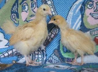 53940_buff_orpington_chicks.jpg