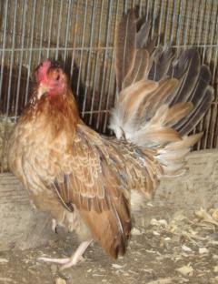 53940_chets_brown_serama_hen.jpg