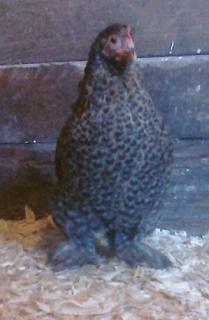 53940_crele_cochin_hen2.jpg