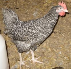 53940_cuckoo_marans_cockerel.jpg