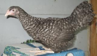 53940_cuckoo_marans_pullet.jpg