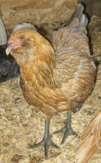 53940_ee_hen.jpg