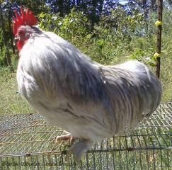 53940_lav_cochin_rooster.jpg