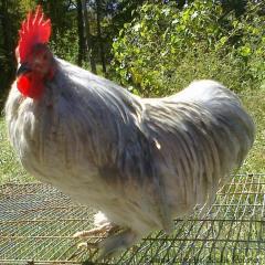 53940_lav_cochin_rooster2.jpg