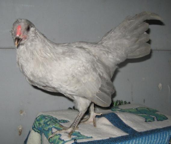 53940_lavender_ameraucana_cockerel.jpg