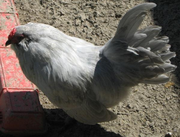 53940_lavender_ameraucana_rooster.jpg