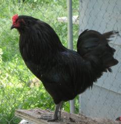 53940_lavender_split_ameraucana_cockerel.jpg