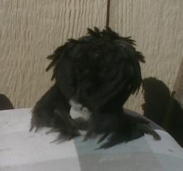 53940_lavender_split_cochin_cockerel.jpg