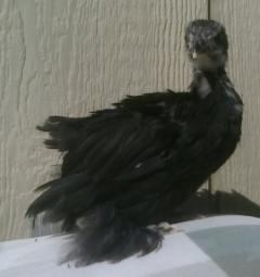 53940_lavender_split_cochin_pullet.jpg