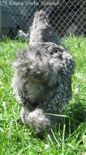 53940_lf_barred_cochin_cockerel2.jpg