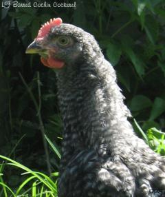 53940_lf_barred_cochin_cockerel6.jpg
