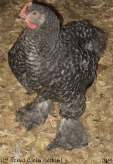 53940_lf_barred_cochin_cockerel7.jpg