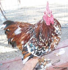 53940_mfc_rooster.jpg