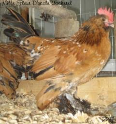 53940_mille_fleur_duccle_cockerel.jpg