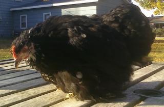 53940_mottled_cochin_pullet2.jpg