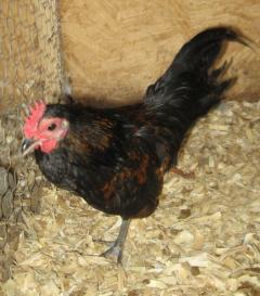 53940_oegb_cockerel.jpg