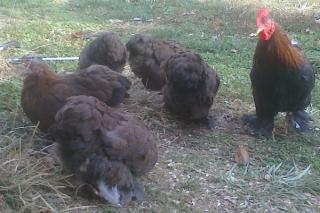 53940_partridge_cochins.jpg