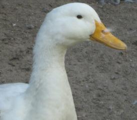 53940_pekin_drake.jpg